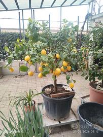 Piante di limoni