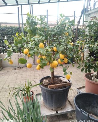 Piante di limoni