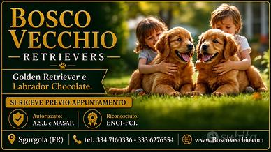 Golden Retriever cuccioli ENCI-FCI-A.S.L