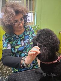 Toelettatura storica avviatissima a Moncalieri