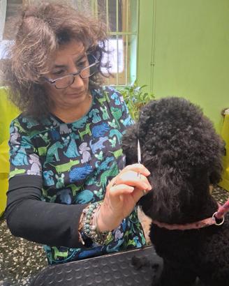 Toelettatura storica avviatissima a Moncalieri