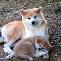 Cuccioli di Akita LOMBARDIA