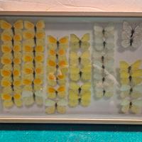 collezione di farfalle