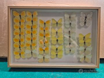 collezione di farfalle