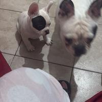 Bulldog francese maschio