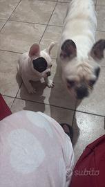 Bulldog francese maschio