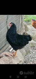 Galline