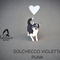 Cucciola di Chihuahua con pedigree