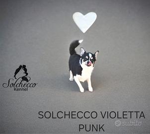 Cucciola di Chihuahua con pedigree