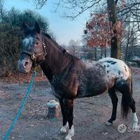 Cavallo