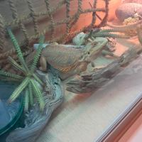 Pogone di 2 anni circa