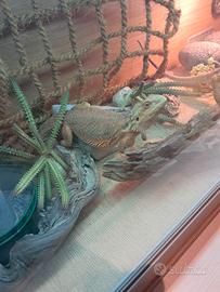 Pogone di 2 anni circa