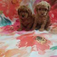 Cuccioli barboncino toy