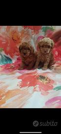 Cuccioli barboncino toy