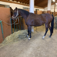 Purosangue Arabo Francese