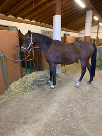 Purosangue Arabo Francese