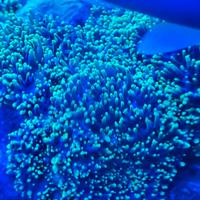 corallo acquario marino