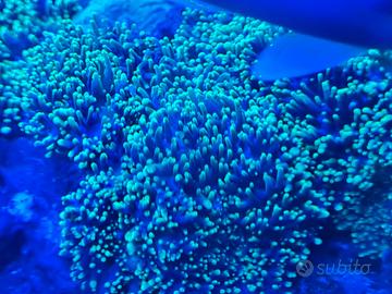 corallo acquario marino