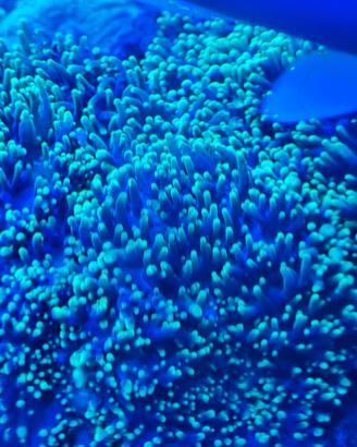 corallo acquario marino