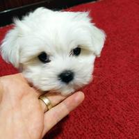 Cuccioli Maltese