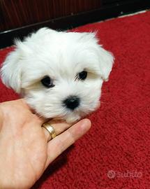 Cuccioli Maltese