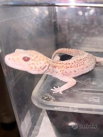 Geco Leopardino