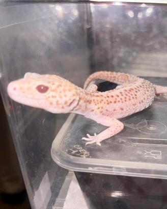 Geco Leopardino