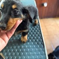 Cuccioli di bassotto tedesco