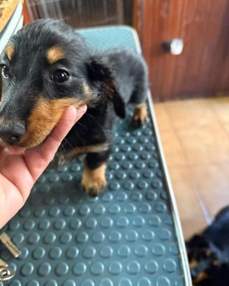 Cuccioli di bassotto tedesco