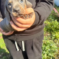Cucciolli di bassotto blu