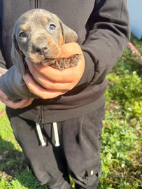 Cucciolli di bassotto blu
