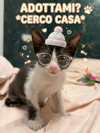 Gattino pochi mesi