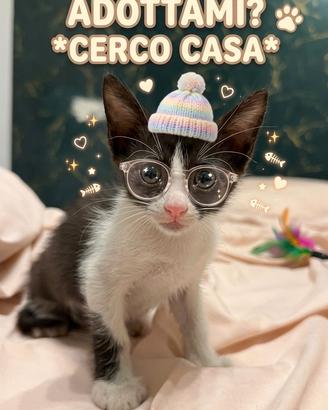 Gattino pochi mesi
