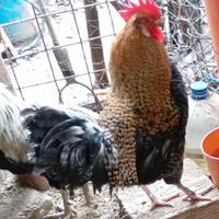 GALLI OLIVE EGGER *7 Mesi