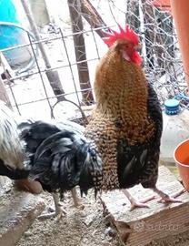 GALLI OLIVE EGGER *7 Mesi