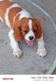 Cavalier king