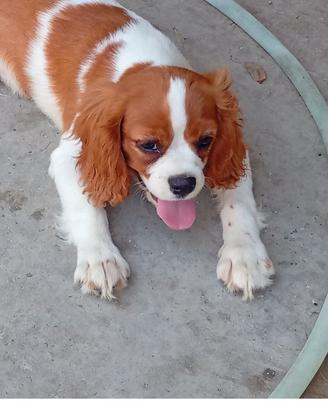 Cavalier king
