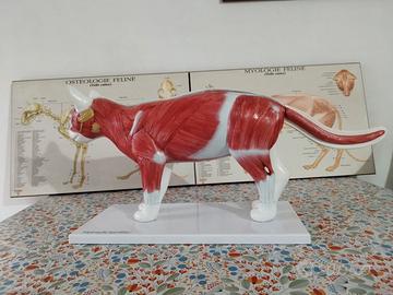 Modello anatomico di gatto HeineScientific