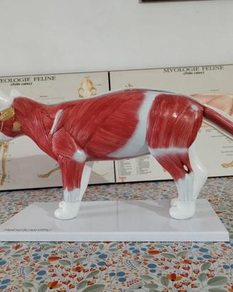 Modello anatomico di gatto HeineScientific