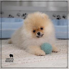 Spitz Nano Pomerania
