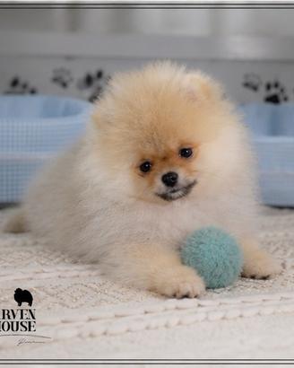 Spitz Nano Pomerania