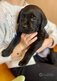 Labrador