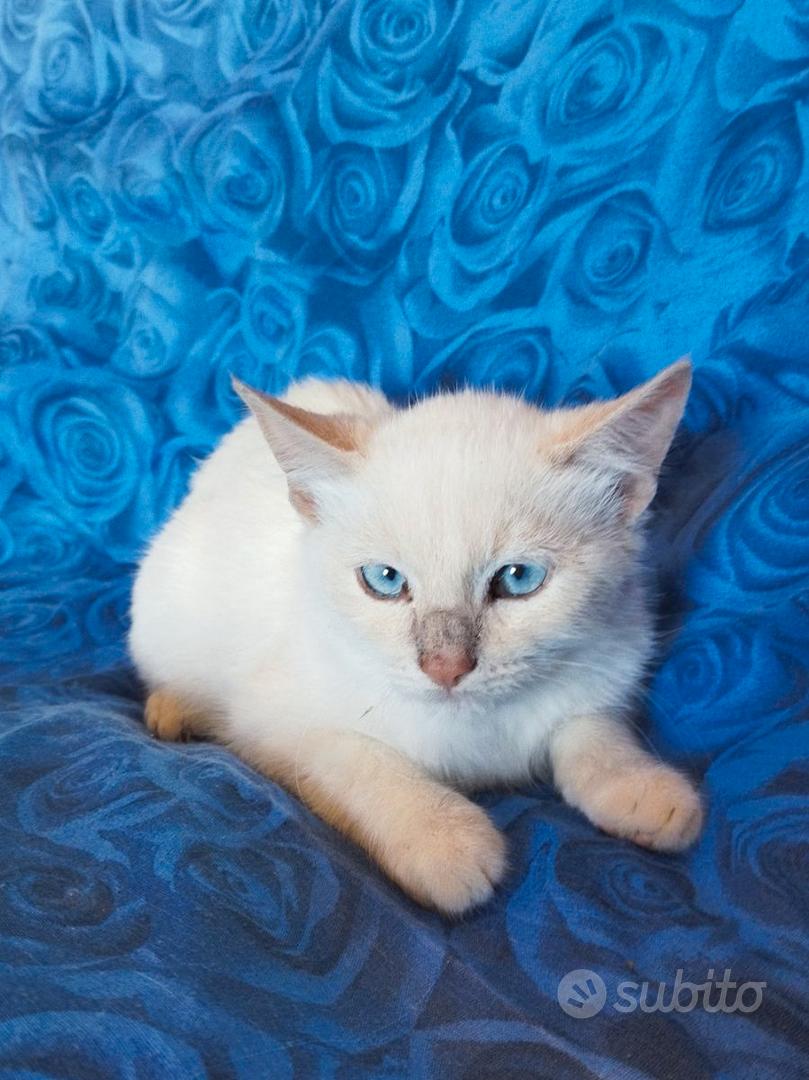 Gattina Red Point Siamese simil - Animali In vendita a Firenze