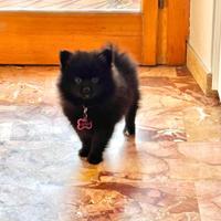 Cucciola di Spitz tedesco nero di 4 mesi