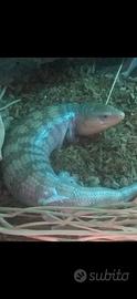 tiliqua scincoides + terrario allestito 