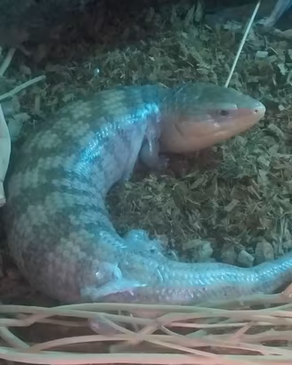 tiliqua scincoides + terrario allestito 