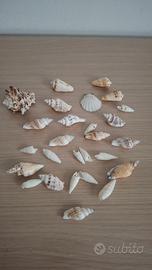 Lotto Conchiglie marine varie