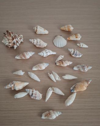 Lotto Conchiglie marine varie