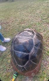 Tartaruga Aldabra Gigante