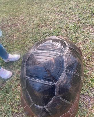 Tartaruga Aldabra Gigante